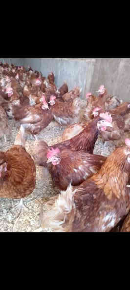 دجاج احمر للبيع
سعر الدجاجه الوحده ب5000
العنوان حديثه شارع العام قرب جامع السيد احمد الرفاعي مجاور علوة شعيب الفراجي

*********** واتساب اتصال
