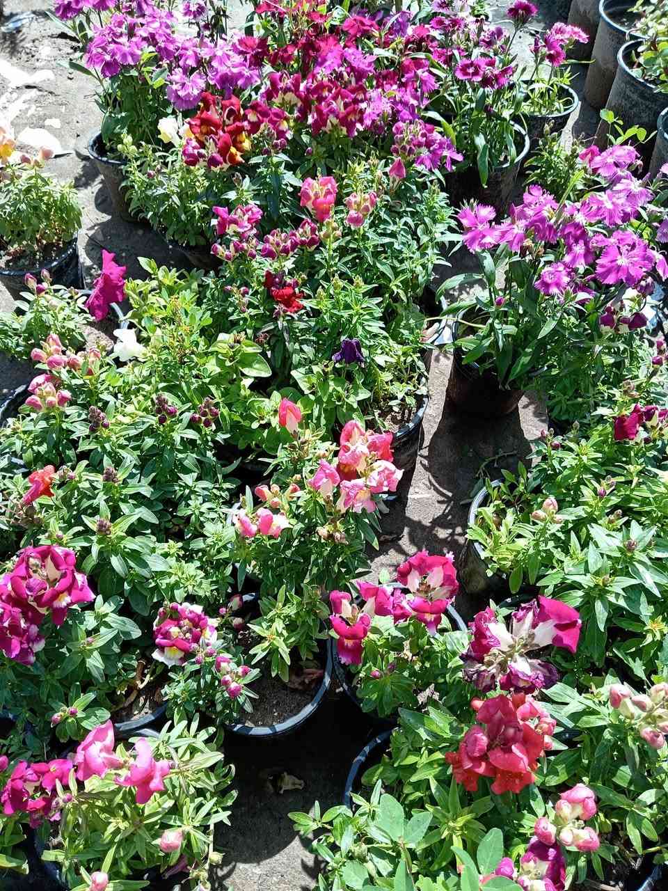 #ياعلي بفضل الله تم وصول وجبه من الحمضيات بأسعار جدا مناسبه للحجز والاستفسار مراسله الصفحه او الاتصال على الرقم التالي :
***********
