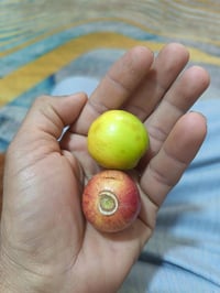 أقلام سدر • تفاحي بصراوي • تطعيم سهل