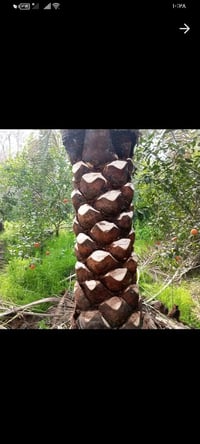 نعمل تكريب النخل قص الشجر حش الحدائق  ٠٧٧١٢٨١٩٤٧٦