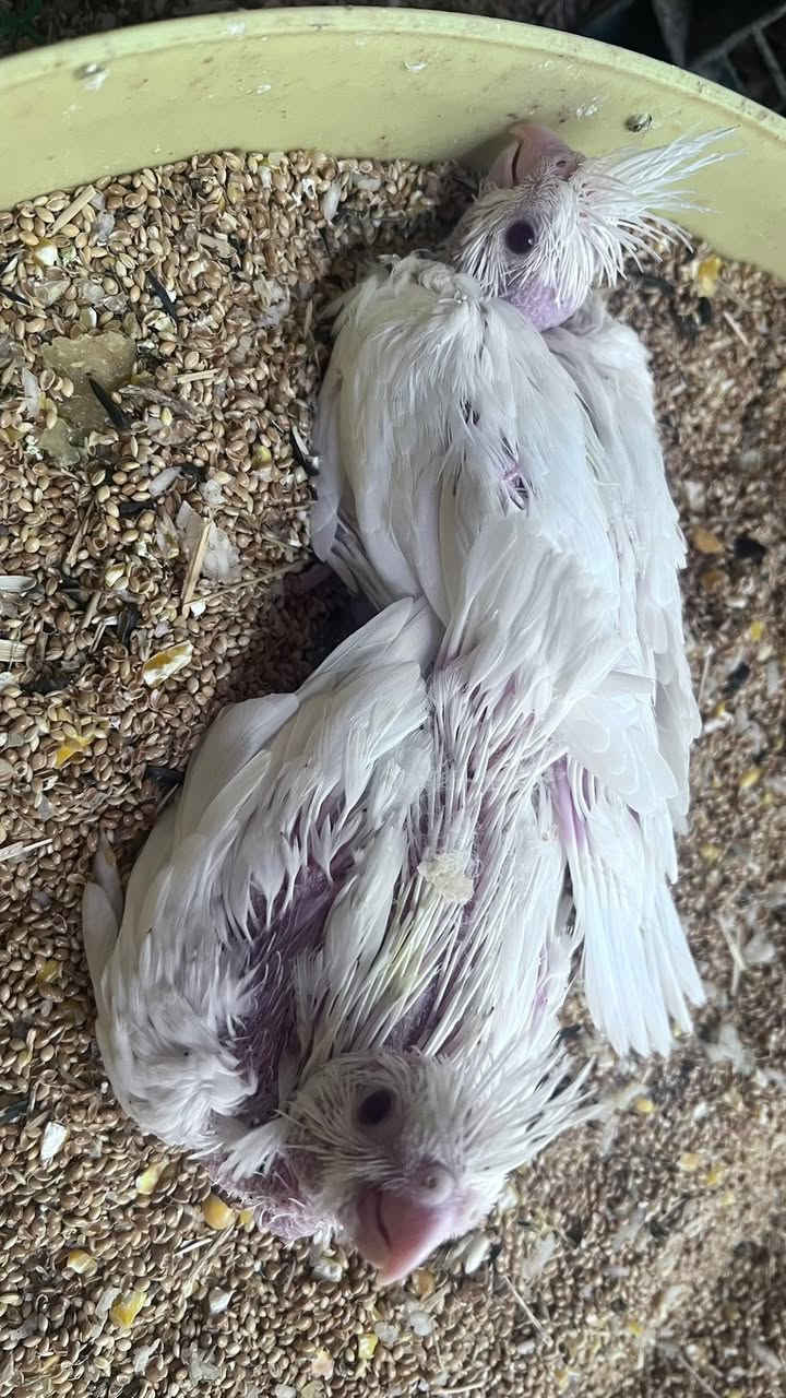 اللهم صل على محمد وال محمد
افراخ
 البينو عيون حمر. تك ٣٥


**إذا كنت صاحب هذا الإعلان وتريد حذفه لأي سبب، رجاءا أرسل رسالة إلى الدعم الفني**