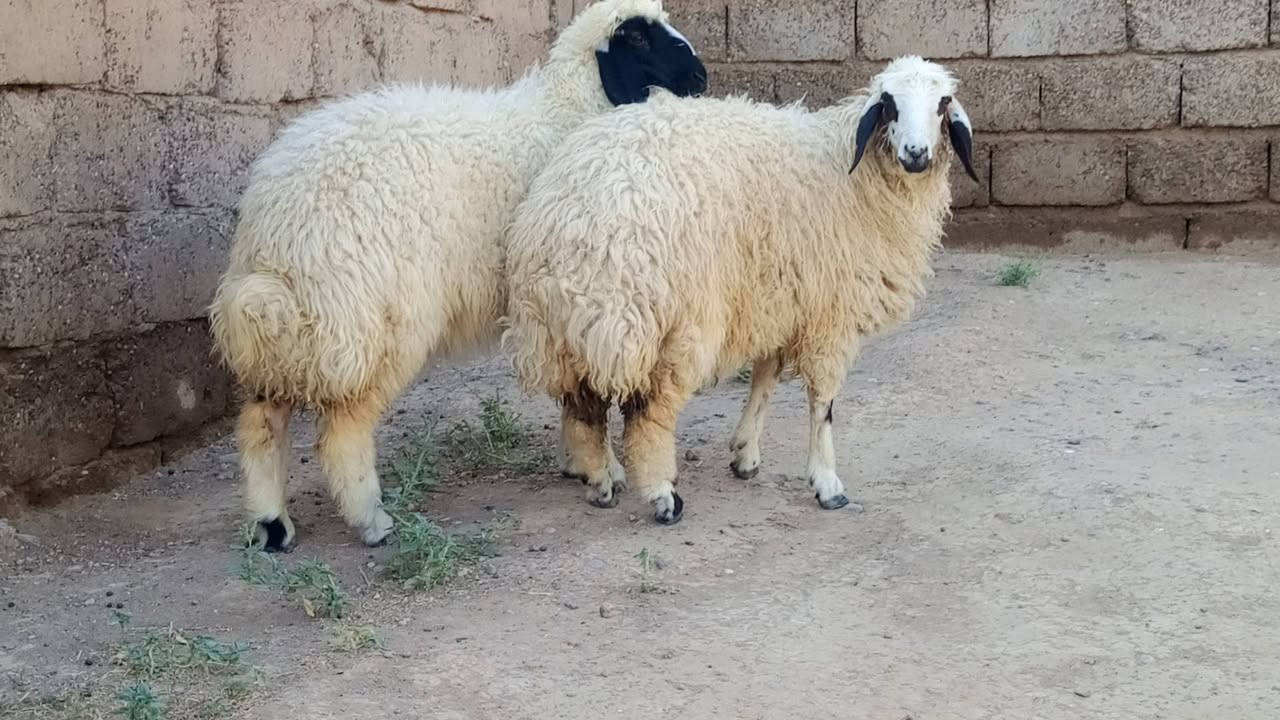 جوز دجات خشنات وحالهن فول الفول 
يرهمن جنيه ويرهمن لحم 
مكاني شرقاط قريه شكراً 
***********
