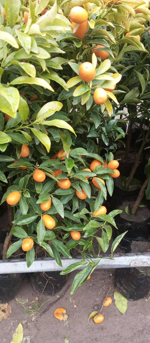 ❤﷽ ❤
#مشتل_طيبه_القائم_قرب_عيادة_الدكتوره_لمعان_... يرحب بزبائنه الكرام
تم بحمد الله...وصول وجبه جديده من البرتقال الياباني
.........🪴💐
»💞مشتل طيبه مجاور عيادة الدكتوره لمعان💞
✧════•❁❀❁•════✧
للحجز والاستفسار واتساب 
***********
✧════•❁❀❁•════✧
