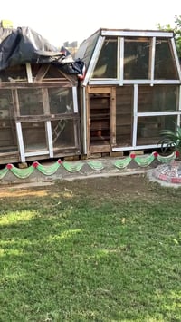 قفص • الكرمة الرشاد • ارتفاع ٢م