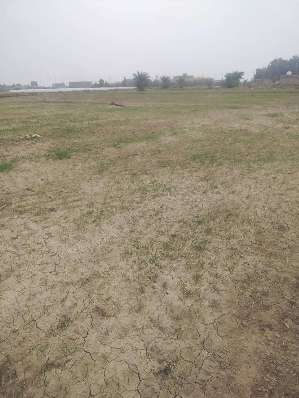 سلام عليكم الارض البيع موقعه فرع الزيوت بلحميره غريب ع بيت محسن جعازج مساحه 5 دونم ماي متوفر دامن شتاء وصيف عليه نهرين ماي بيت جاهزه السكن بيه نخل شويتي كله يحمل مزروعه حطنه رقم  ***********
