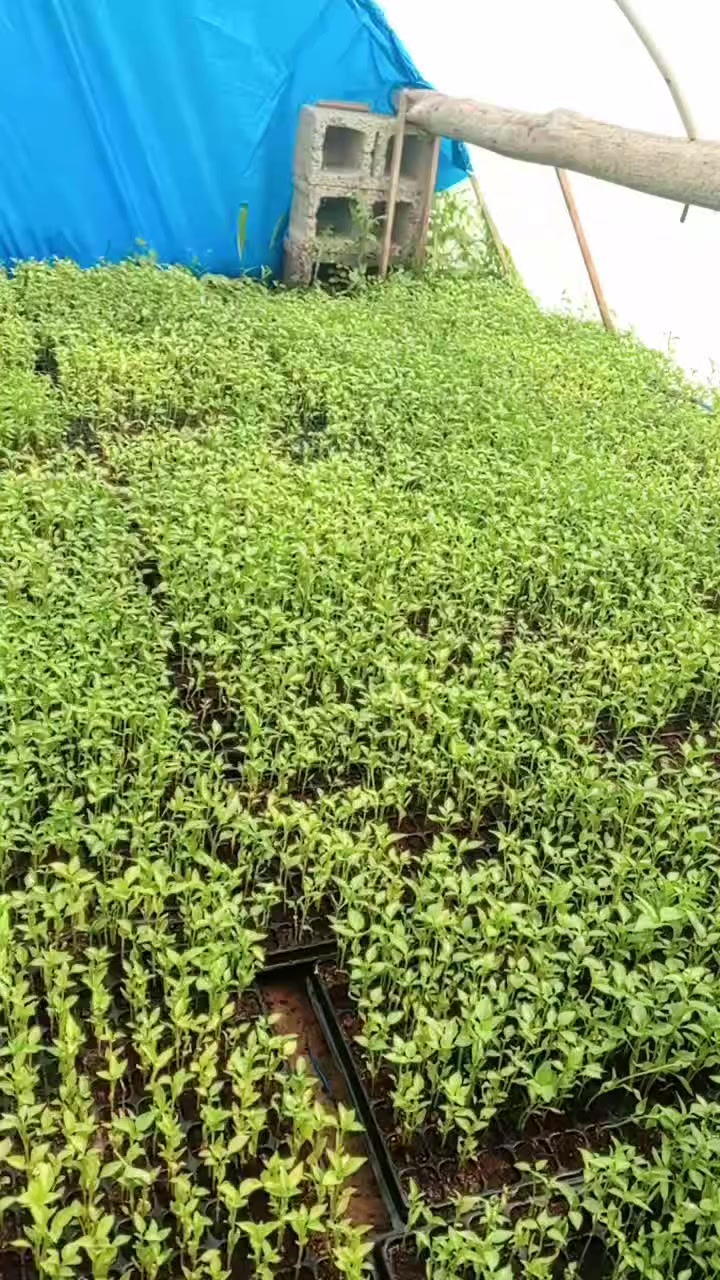 السلام عليكم شتلات للبيع فلفل عبود درجه اولى أو باذنجان ترحي درجه اولى اللي يريد يتصل على رقم ***********
