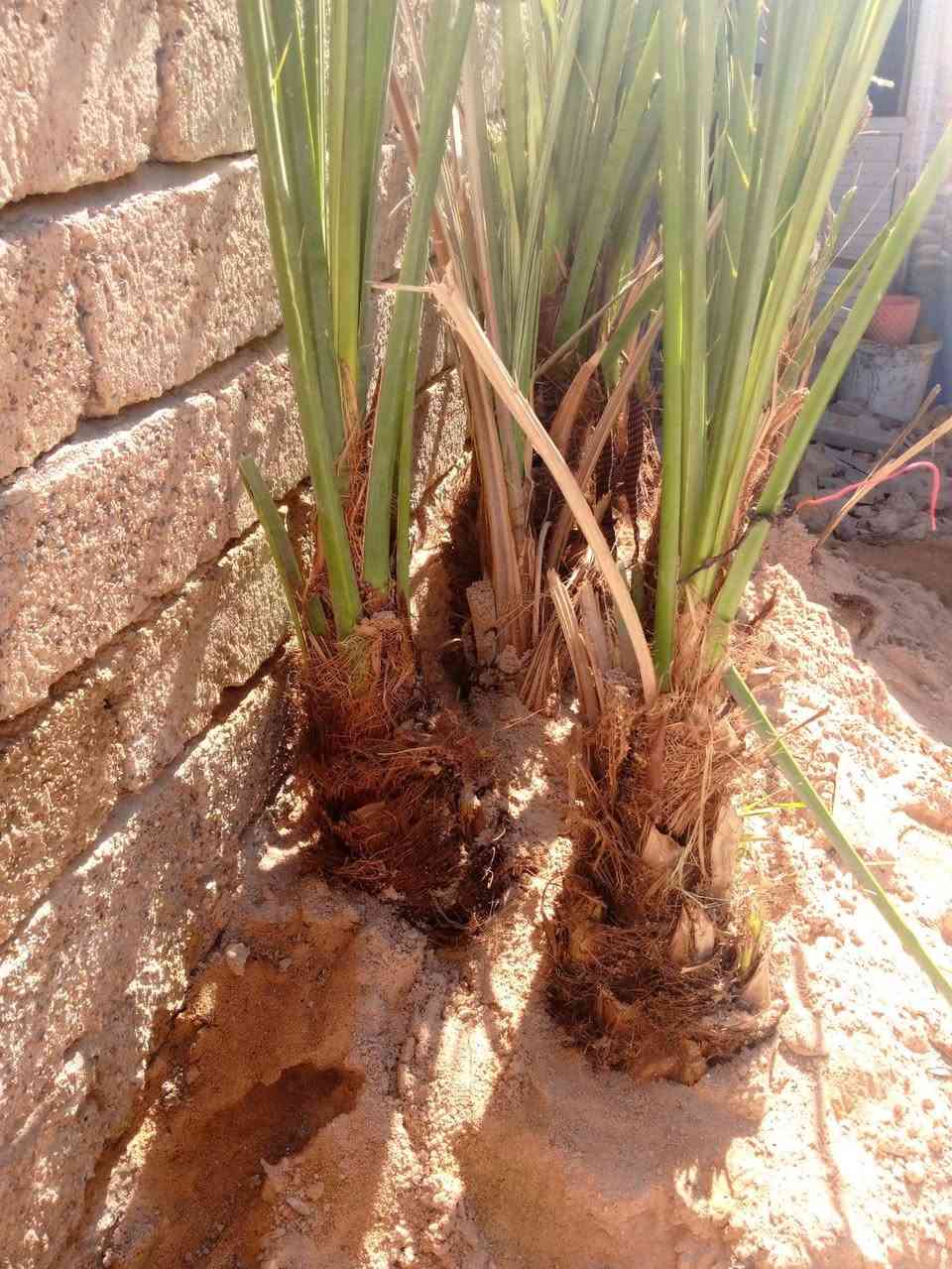 بسم الله الرحمن الرحيم 
بعد نفاذ الكميه الثانيه من فسائل نخيل المجهول تم توفير فسائل نخيل المجهول بكميه محدوده الاحجام خير من الله الاسعار مناسبه اخر 5 فسائل فقط
السعر 90الكبير
السعر 80الأصغر 
مشتل الزهراء في ميسان العماره بستان دور النفط شارع مقبره الصابئه قرب جملونات بيت العنتاكي للدواشك والحصران داخل الفرع مع وصل ضمان اتعهد بلصنف والنوعيه حتى الاثمار  واخسرلك الوحده بثنين 
***********
***********
