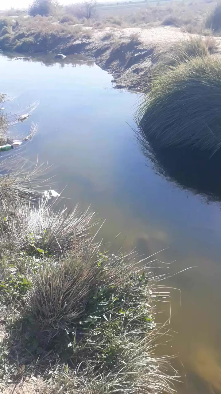 دونمين على جسر الفرنسي البيع ***********
