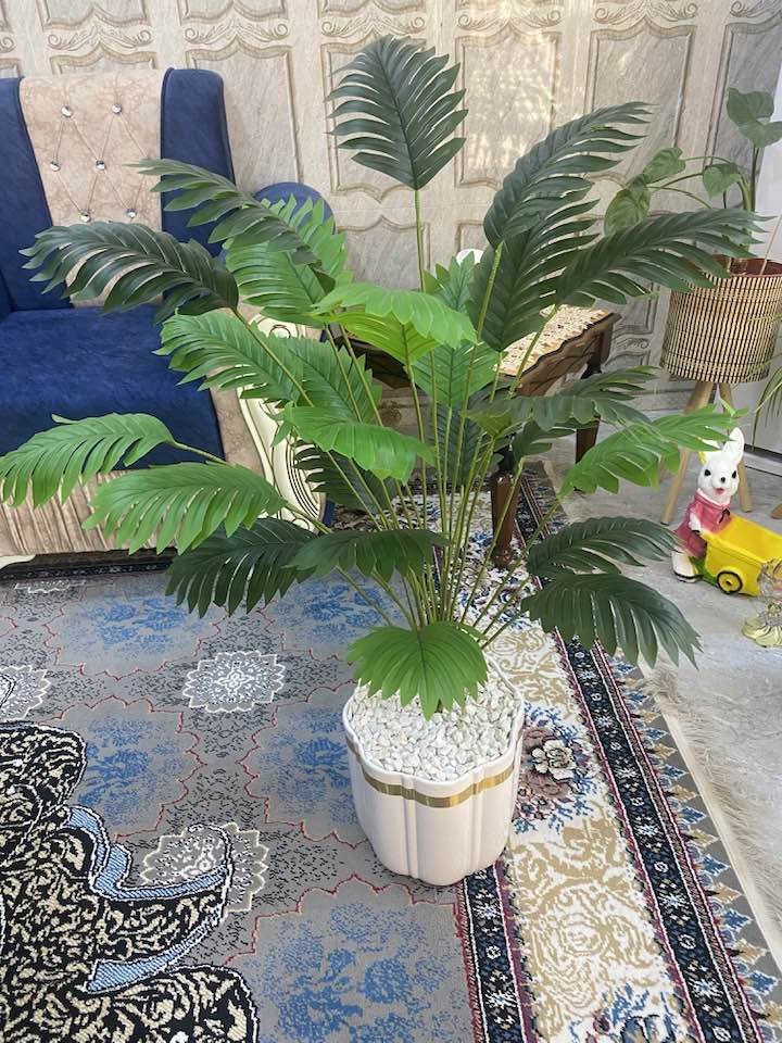 اشجار السايكس الحجم الكبير يتوفر خدمه توصيل 🚚


**إذا كنت صاحب هذا الإعلان وتريد حذفه لأي سبب، رجاءا أرسل رسالة إلى الدعم الفني**