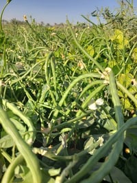 بذور لوبيا اربيليه • غزارة • بابل