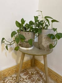زرع داخلي للبيع للاستفسار 07712507889