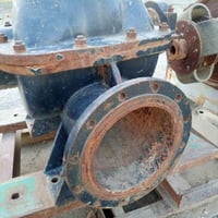 خنزيره بوشار للبيع 07711408023