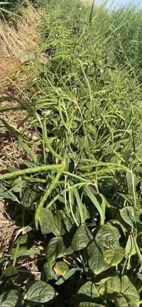 يوجد بذور باميه للبيع متعهده بنت القوطيه ولوبيه يطالي ستندر أنتاج مثل ...