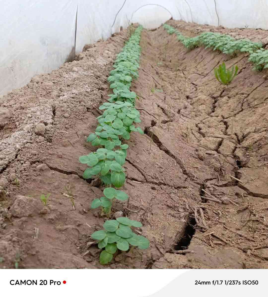 بذور بانيه متعهد بها كافه الشروط ***********
