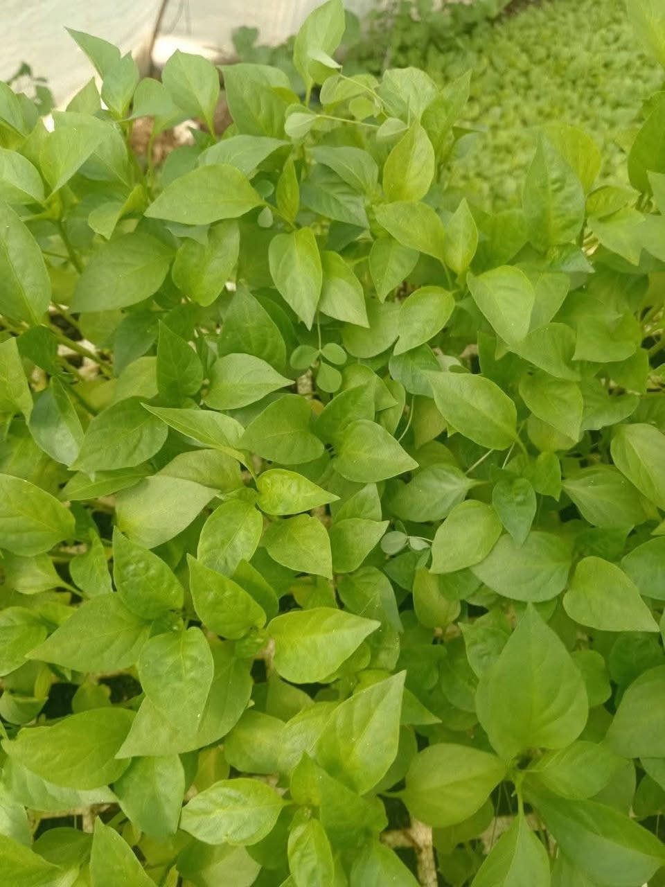 السلام عليكم لقد تم وصول الى مشتل بركات الزهراء الدايات الباذنجان السوري ابو المشط والفلفل الحار والفلفل البارد والطماطة العنوان الديوانية الشافعية منطقة المعمل للإستفسار الاتصال على الأرقام التالية ***********او ***********او *********** زورونا لتجدو كل ما هو جديد ونادر
