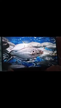 تلفزيون • ٤٣بوصة