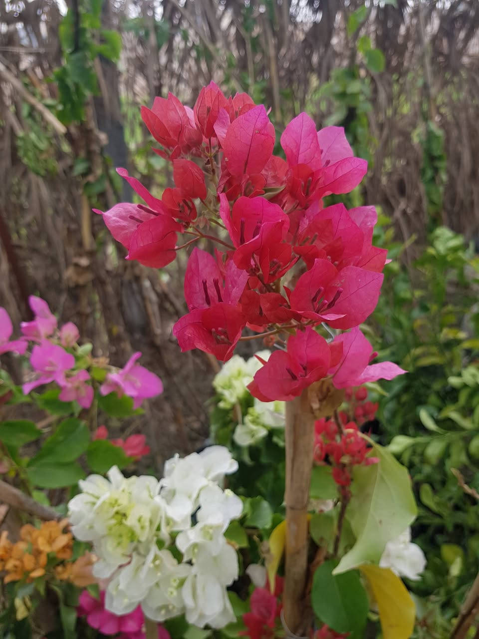 جهنمي خمسة درجات لونية 
السعر 5 الاف للكبير و3 الاف للوسط


**إذا كنت صاحب هذا الإعلان وتريد حذفه لأي سبب، رجاءا أرسل رسالة إلى الدعم الفني**