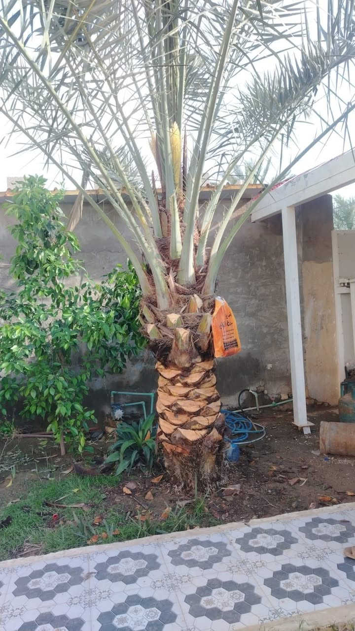 السلام عليكم ورحمة الله وبركاته 
نخله تبرزل للبيع شلاع بطينتها مثل ماموضح بالصورة طبعا توكل رطب و تمر الرطب قريب جدا من رطب المكتوم السعر على الخاص تحياتنا للجميع


**إذا كنت صاحب هذا الإعلان وتريد حذفه لأي سبب، رجاءا أرسل رسالة إلى الدعم الفني**