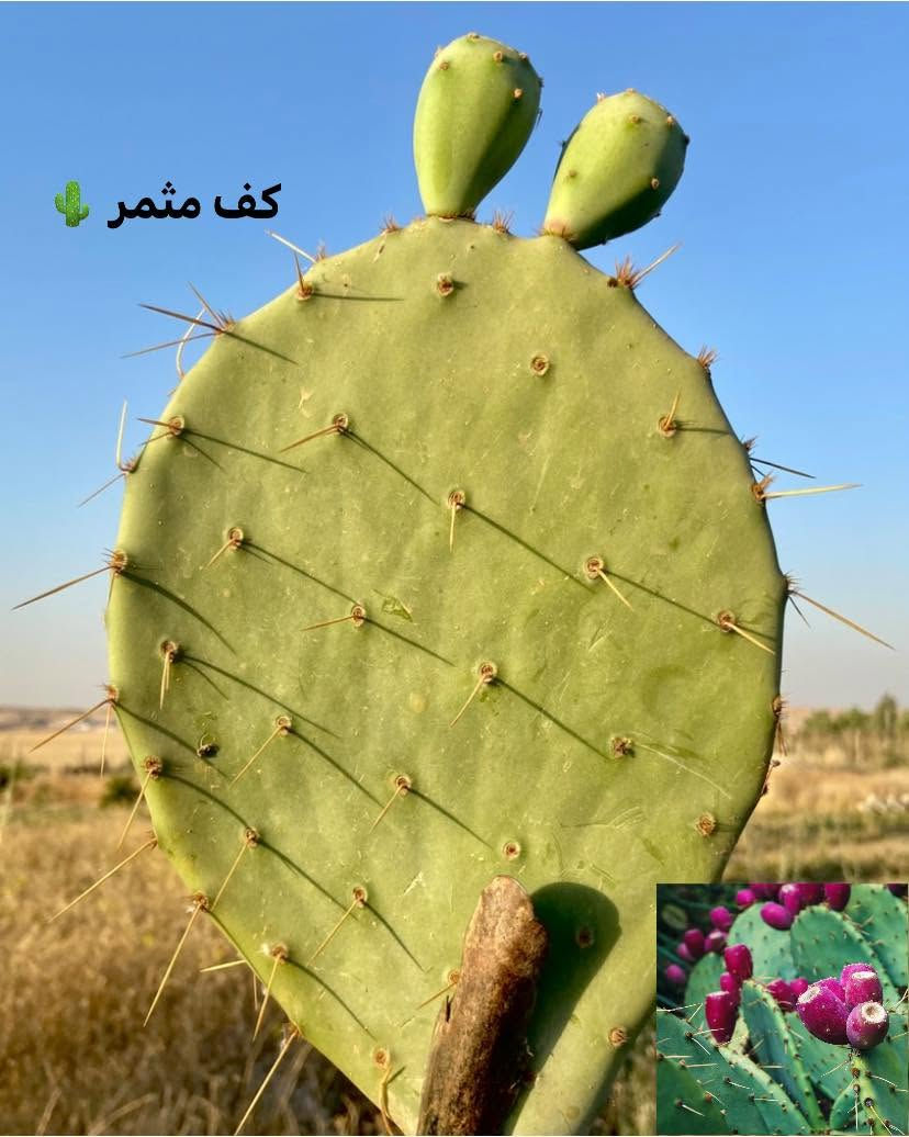 🌵 متوفر لدينا كفوف التين الشوكي العراقي الأحمر العادي 🌵🔴

✅ كف مثمر: 4,500 دينار
(بدون سندانة)

✅ كف بدون ثمار: 3,500 دينار
(بدون سندانة)

🚚 التوصيل إلى جميع محافظات العراق: 5,000 دينار فقط 🚚

🌵 Prickly Pear - التين الشوكي 🌵

للطلب والاستفسار، راسلنا على الخاص.


**إذا كنت صاحب هذا الإعلان وتريد حذفه لأي سبب، رجاءا أرسل رسالة إلى الدعم الفني**