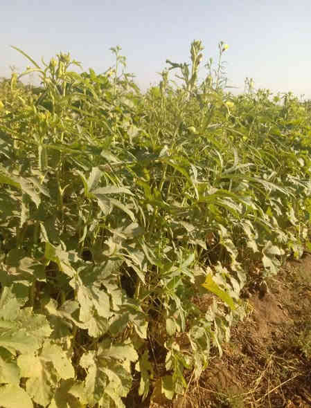 سلام عليكم يالله متاح بذور بانيه بتره درجه أوله متعهد من كلشي عليه وه ايضن يوجد بذور لوبيه بيادر درجه ثانيه هم متعهد من كلشي عليه ملاحظه الصور الي نبات نفسه/ المكان محافظة بابل /قضاء القاسم ع/منطقة الجربوعيه الشراي يتصل على الرقم التالي  ***********  خاص ماه اجاوب اتصال عله الرقم او اتصال واتساب فقط والشراي بي خير ويدلل تاريخ المنشور 2025/11/4 الكميه مفتوحه
