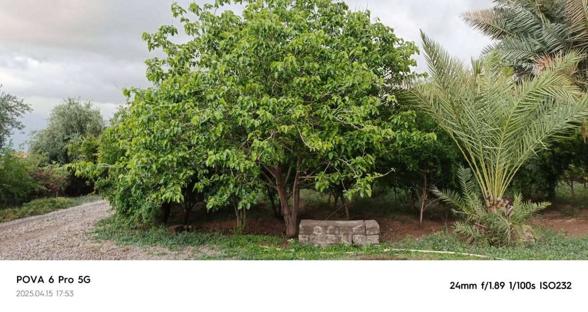 السلام عليكم
دار للبيع في قرية الطارقية حوش اكثر من دونم مساحة البناء تقريباً 240 م 
كراج عدد 2 
مخزن عدد 3
بئر ارتوازي
مولد لستر جديد
بستان مزروع مختلف الأشجار
البيت يتكون من 
ربعه
هول عدد 2
غرف نوم 2
مطبخ
صحيات
الاستفسار  الاتصال على الرقم ***********@
