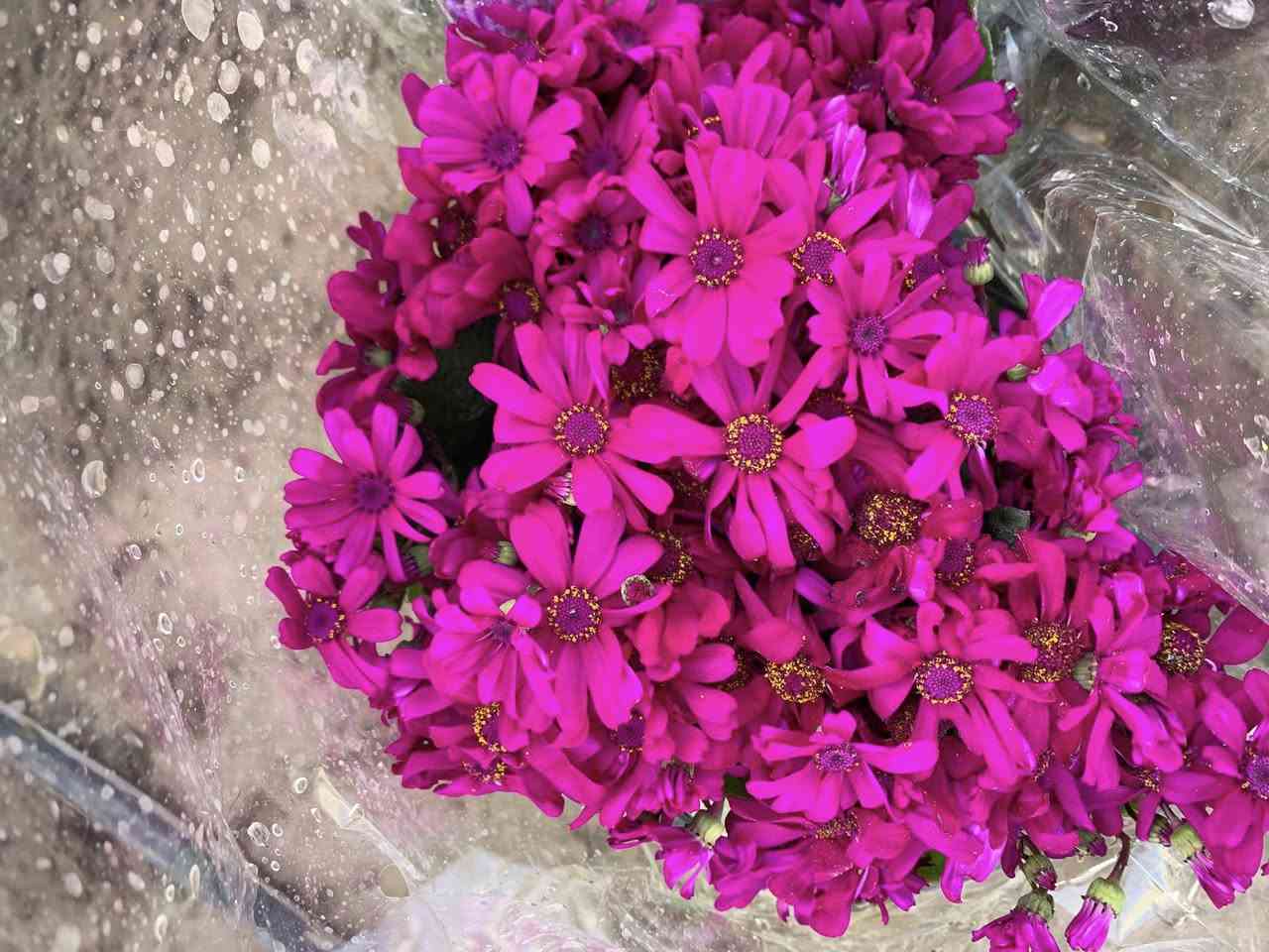 بسم الله، وعلى بركة الله 
تم افتتاح مشتلنا
(مشتل عبودي العاني) 

نقدم لكم تشكيلة واسعة من الأزهار المحلية 🌼 والشجيرات 🌿 بأجود الأنواع وأفضل الأسعار! 🌸
ازهار موسمية - ازهار دائمية 
🌿 كما نقدم لكم  تشكيلة من شجيرات الزينة المختلفة

🐦🐤🐥 ولمحبين الطيور، نقدم لكم أنواع طيور الزينة الأليفة مثل الببغاء 🐦، والكناري 🐤.

🌈 في📍 موقعنا: [ الأنبار /عنه حي العبور قرب مطعم صلاح الدين - مقابل مجمع سنتر العائلة ]
للاستفسار 
 عبودي0783 710 0626
