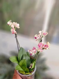 ادوات منزلية • ديكورات • تحف • اكسسوارات منزل • زينة منزلية • مفروشات ...