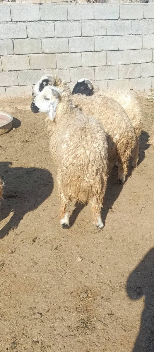 افلام صلي على محمد وال محمد متاح طليان للبيع العدد 25 طليان مال ربط خط اول كلها صادرهل شهر واحد تبيع اذا تلقى علف وين الرباطه عم يدورون مشروع زين هذا مشروع ناجح 25 طلي مال ربط يلا عيني صلوا على محمد السعر خاص مكان الحلال بغداد مشاهده.   ‏‪***********‬‏
