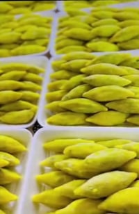 شغل نضيف • دبح دجاج • كبه بورك سمبوسه