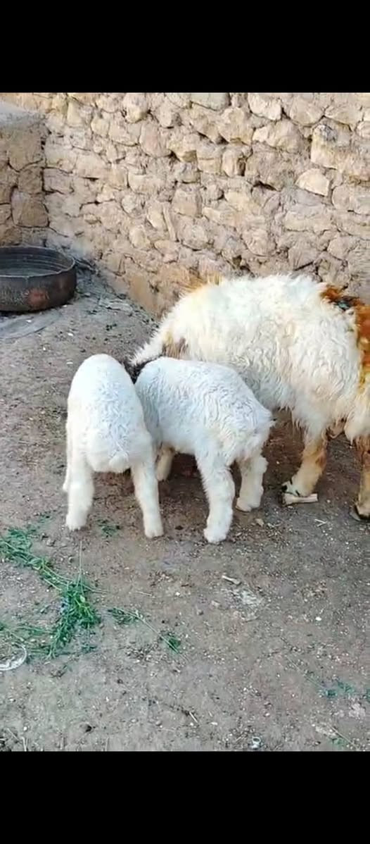 السلام عليكم متاح نعجه مطفل وراها توم نعجه سن وشطر ونصاح نعجه مال جنيه فاخرة سعرها ٨٢٥ العنوان حديثه حقلانيه يوجد توصيل حسب الاتفاق ***********
