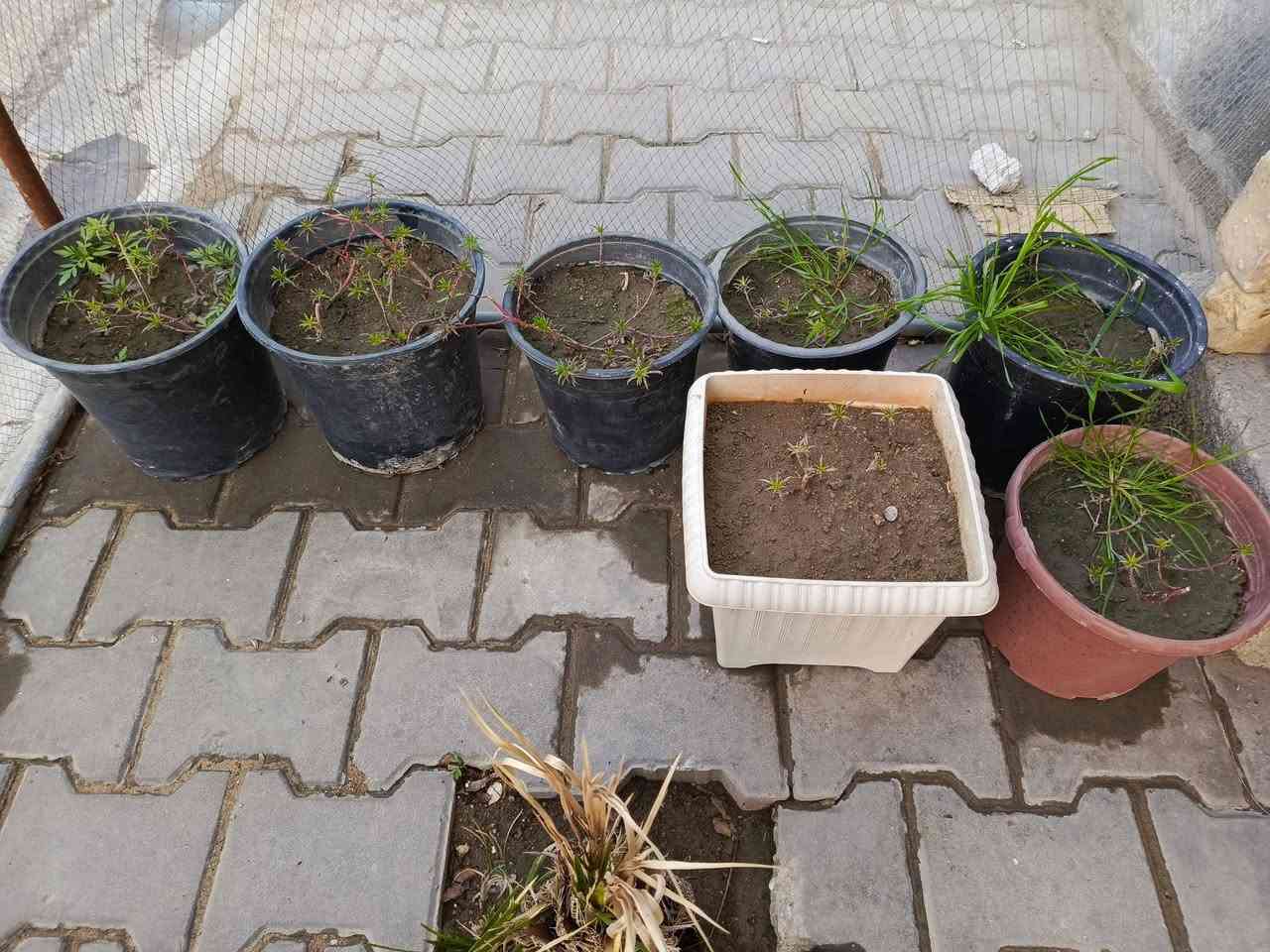 سلام عليكم حديقة للبيع بيه أكاسيا المصرية مع سندانات كثيره مكاني نجف


**إذا كنت صاحب هذا الإعلان وتريد حذفه لأي سبب، رجاءا أرسل رسالة إلى الدعم الفني**