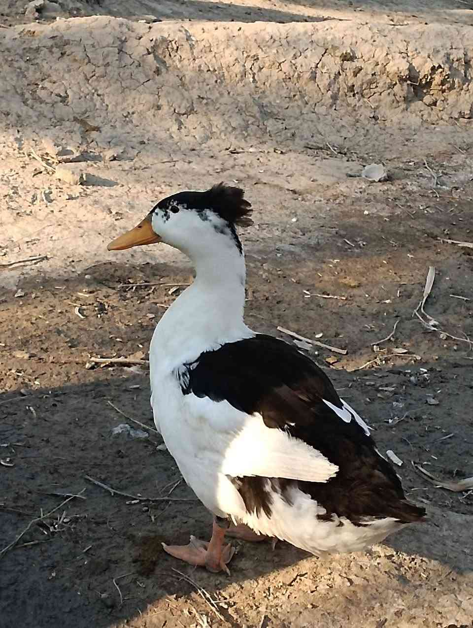 سلام عليكم
دجاجه وراها 8طيور مصريات مانعات الخطر وحالين جاي تبيض وراها 3بيضات ب30

بشه مصريه وراها 4اطيور ب15

ديوجه تلاثه بيض الواحد ب10

بش امريكي مكعكل ب25

وتساب ***********
