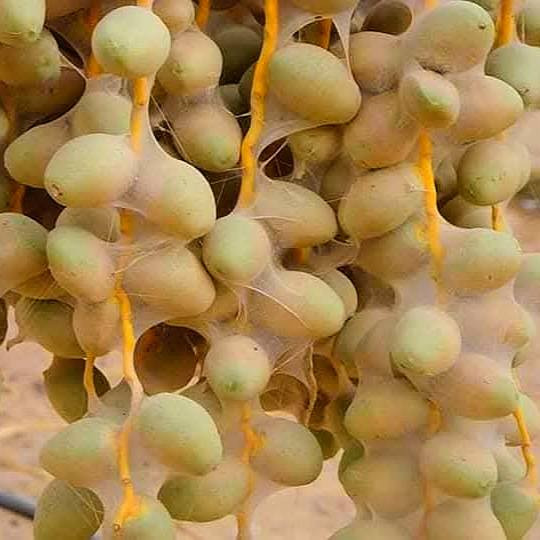 أحمي أشجار النخيل مع #مجموعة كبيرة من مبيدات عناكب النخيل ( الغبار )
ذات الجودة العالية والفعالية المضمونة للقضاء على الآفات وحماية أشجار النخيل 🌴
#استشاره زراعية متكامله من قبل
#الدكتور الزراعي أحمد عروس 
✔️ متوفر توصيل إلى جميع محافظات العراق 🚛  
📍 العنوان : الناصرية - طريق يا حسين - مجاور مصنع منسوجات ذي قار ***********
