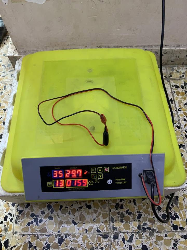 فقاسة للبيع تاخذ 48 بيضة اوتماتيك 
جديده كلش مستعمله شي قليل 
تشتغل ع الكهرباء و البطارية 
سعر 100 ألف 
موصل حي الوحده
***********

