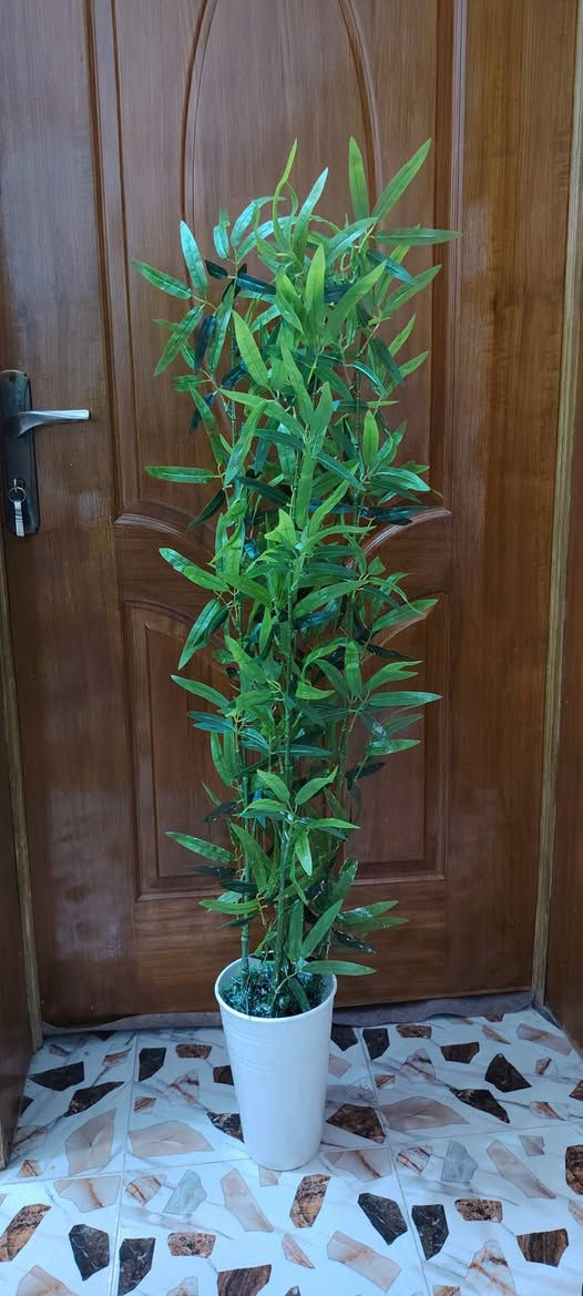 أشجار خضار وسنادين ورد بأشكال جميله وقياسات مختلفه جمله ومفرد للطلب راسل البيج او الاتصال ب الرقم *********** واتساب نفس الرقم
