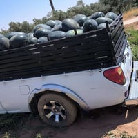 بطيخ ناصر • نخب أول • ٨-١٨ كيلو