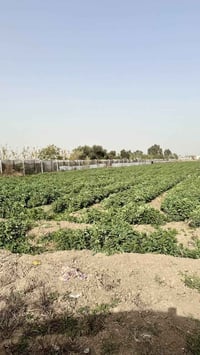 2 دونم للبيع على شارعين كل الخدمات متوفره البيع حسب الطلب  ٠٧٨٣٥٠٨٠٥٠٨