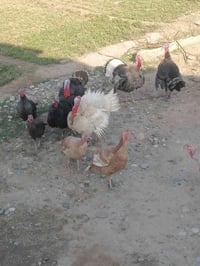 ديوكه • شيش • حايله