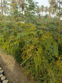 البيزيا ارتفاع متر ونص الى مترين جيس الرقم 07719490798