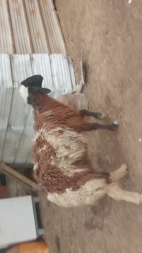 ورجينه للبيع مكاني تقاطع النهروان شراي اتصل وتدلل 07755652922. سعره 22...