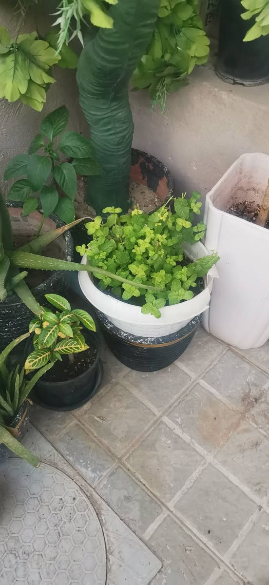 نباتات ومستلزمات نباتات ظلية
يوجد توصيل


**إذا كنت صاحب هذا الإعلان وتريد حذفه لأي سبب، رجاءا أرسل رسالة إلى الدعم الفني**