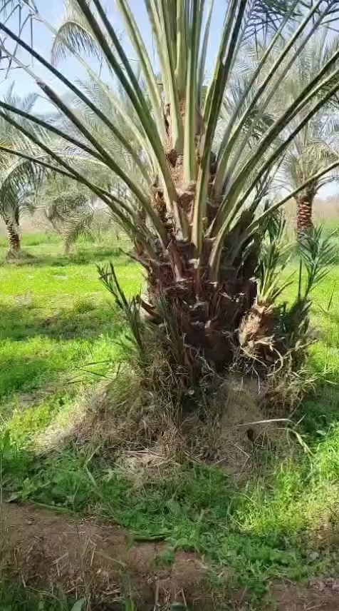 متــــــاح
فسائل برحي
+ فسائل ابريم
فسائل عويدي
فسائل حيساوي
***********
