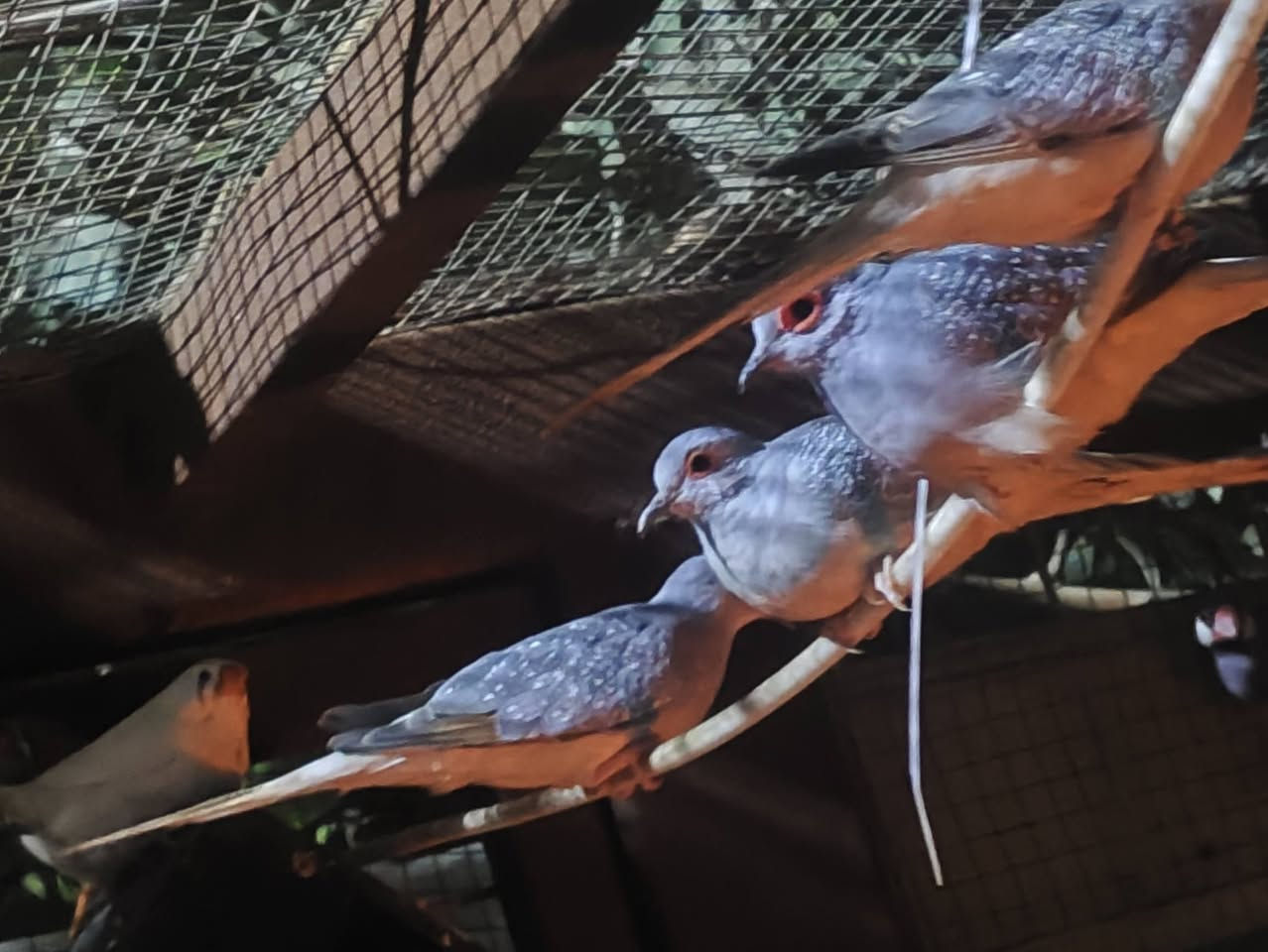 متاح فاخت ملي زوج معا بتاتهن 3
زوج جاوه بلبلي
زوج فنجس سوبر جامبو +ذكر
قضاء المدينه ***********
