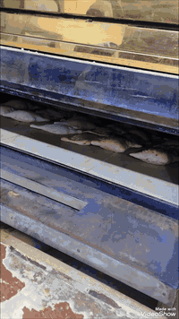 السلام عليكم عندي فرن كهربائي نشتغل بي حجري وعجانه للبيع الفرن يشيل 56 صمونه هاي صمونته بل فيديو *********** بغداد الحسينيه
