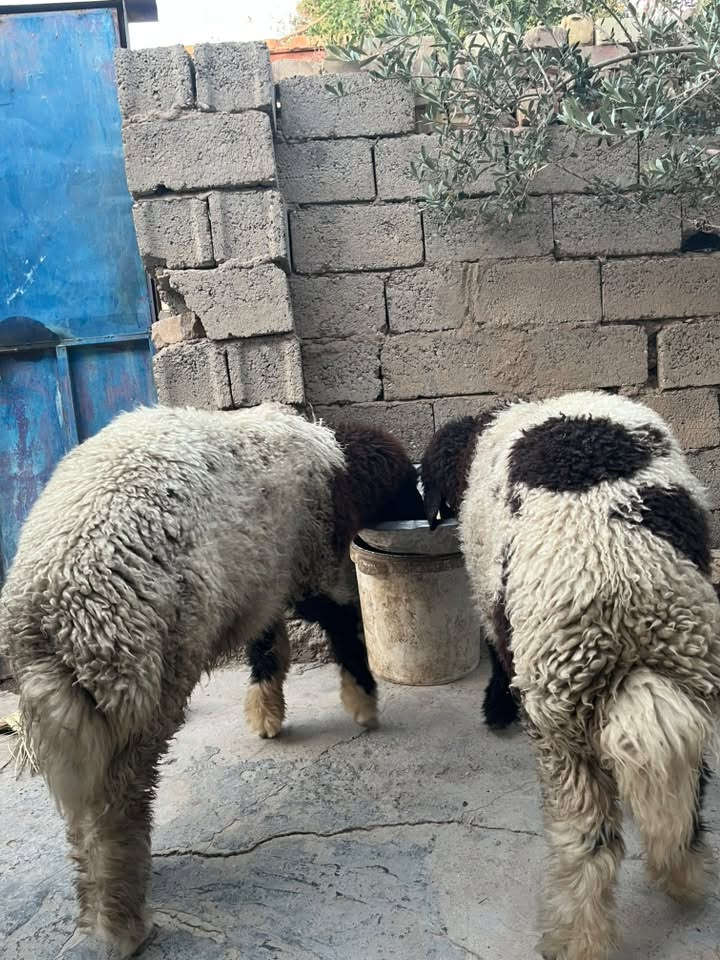 طليان اثنين للبيع نظيفات وسمان وتربية بيت
الشراي يتصل على الرقم ***********
بي وتساب
