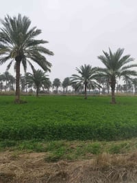 يوجد دونم للبيع الواجهة 30 طابو ملك صرف  المكان المدائن الجعاره تبعد ع...