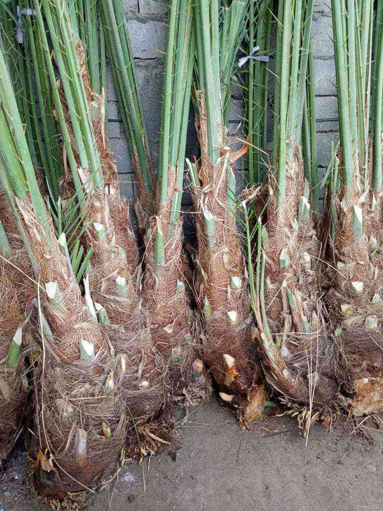 بيع اصناف النخيل النادره


**إذا كنت صاحب هذا الإعلان وتريد حذفه لأي سبب، رجاءا أرسل رسالة إلى الدعم الفني**