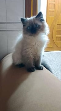 بزون شيرازي • عمر شهرين • فيه مجال