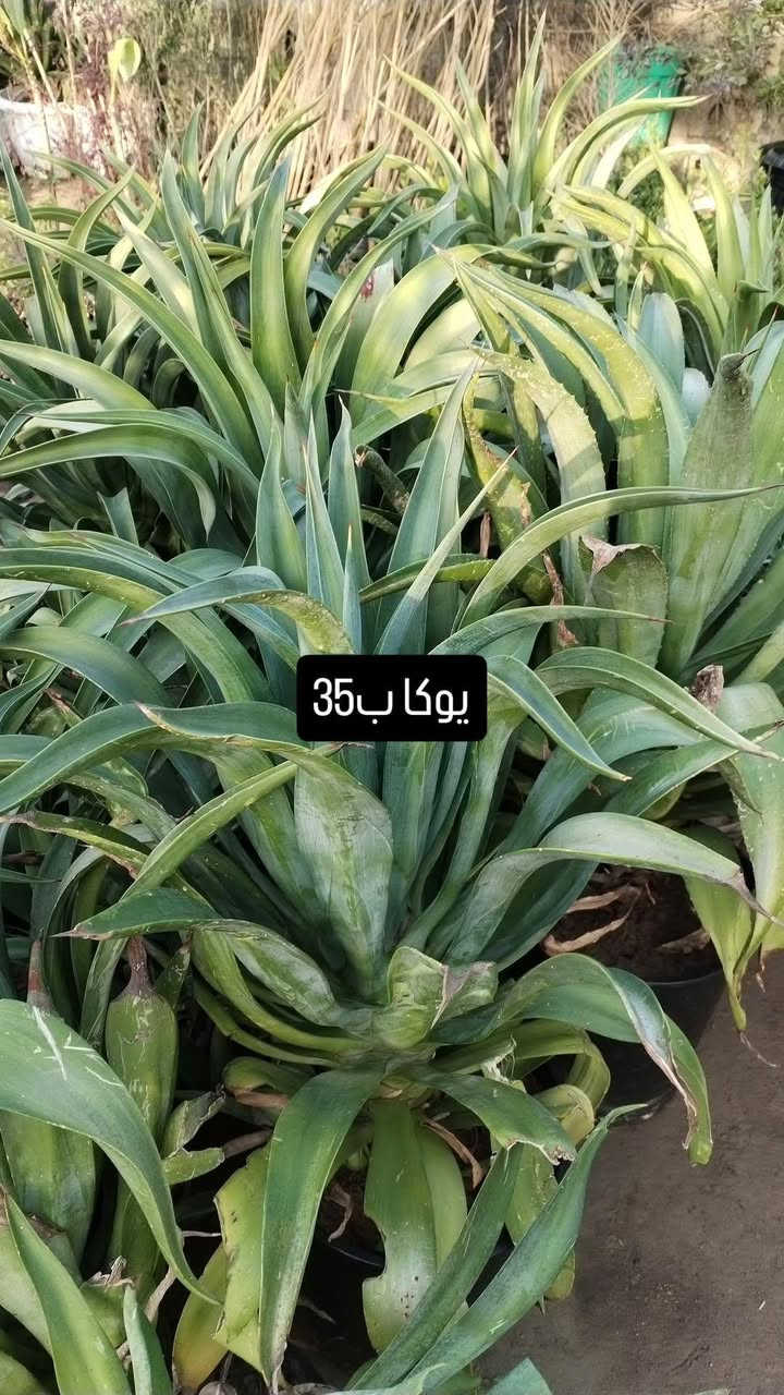 يالله يارزاق المشتل الصغير مستعدون لترتيب وتنظيم الحدائق للحجز والاستفسار ***********
