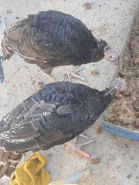 السلام عليكم من رخصت #الادمن
متاح زوج ابطوط مظربات بكوبرا  السعر 60
الديج الابيض ب10
و 2 ديوجه ابو اركيبه الواحد  15 
المفسيفسات حايلات  زوج ب100  النثيه جانت اتبيض وحاليا گطعت 
وعندي اثنين مخلفات فحل ونثيه الزوج  40 
مكاني نجف وهذا رقمي  ***********
